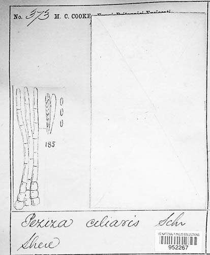 Incrucipulum ciliare image